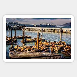 Sea Lions Sunning At Pier 39 Sticker